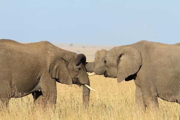 Két Elefánt Játszik Egy Magas Fűvel Borított Mezőn Afrikai Dzsungelben — Stock Fotó