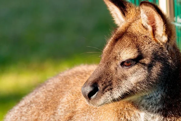 Szoros kép egy aranyos wallaby homályos háttér — Stock Fotó