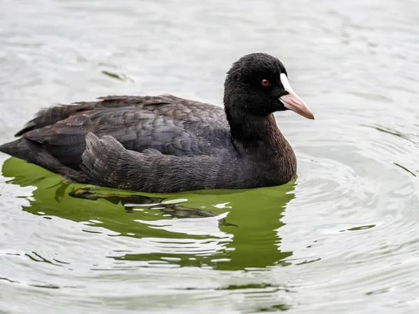 Schwarz-weiße Ente mit ausdrucksstarken Augen, die im See hängen und seine Umgebung beobachten — Stockfoto