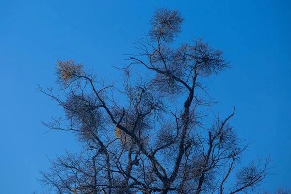 Grote takken van de boom op blauwe lucht achtergrond gevangen in Maksimir, Zagreb, Kroatië — Stockfoto