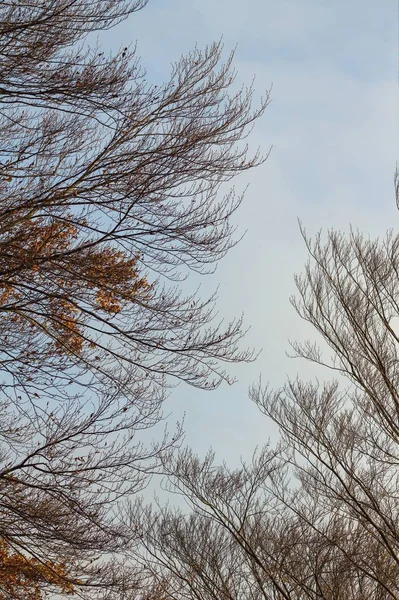 Вертикальный низкоугольный снимок верхушек деревьев под чистым небом — стоковое фото