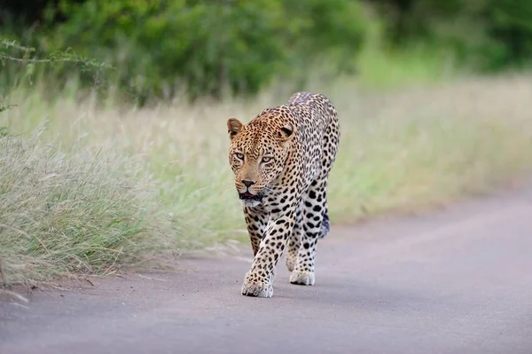 Красивый Африканский Леопард Идущий Дороге Окружении Полей Деревьев — стоковое фото
