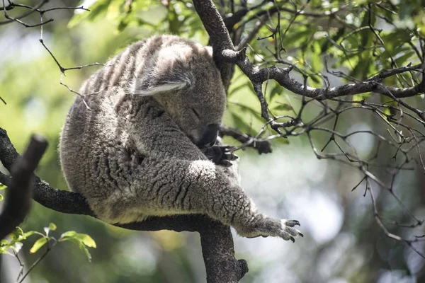 Een Schattig Slapende Koala Een Tak Van Een Boom — Stockfoto
