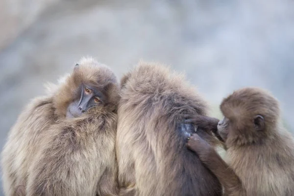 Primo Piano Babbuino Che Pulisce Sua Madre — Foto Stock