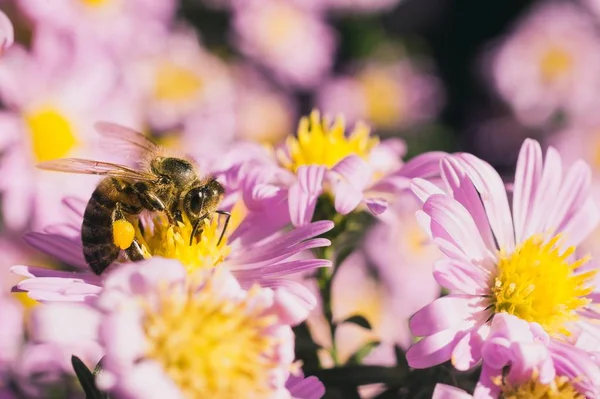 Captura selectiva de foco de una abeja comiendo el néctar de las pequeñas flores rosadas de aster — Foto de Stock