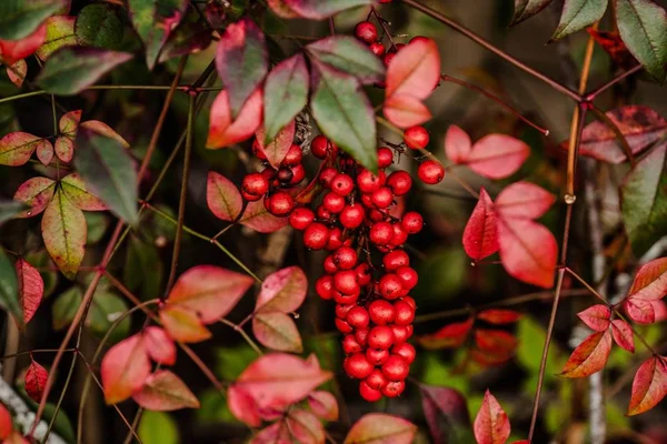 Eine Nahaufnahme Von Roten Beeren Die Zweig Befestigt Sind — Stockfoto