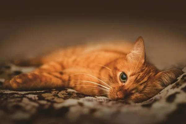Επιλεκτική φωτογραφία εστίασης μιας μονόφθαλμης αξιολάτρευτης κοκκινομάλλας γάτας — Φωτογραφία Αρχείου