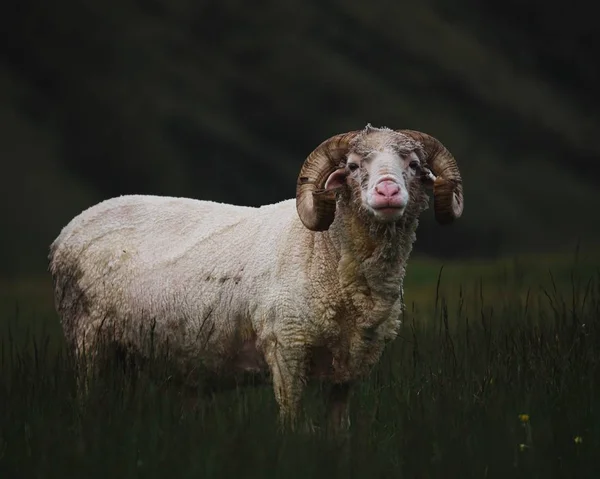 Közelkép Egy Felnőtt Gyapjas Bighorn Birkáról Egy Mezőn Ahogy Kamera — Stock Fotó