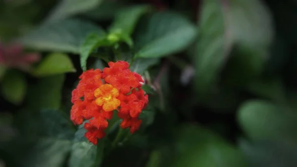 Nahaufnahme einer roten Blume mit einem unscharfen natürlichen Hintergrund — Stockfoto