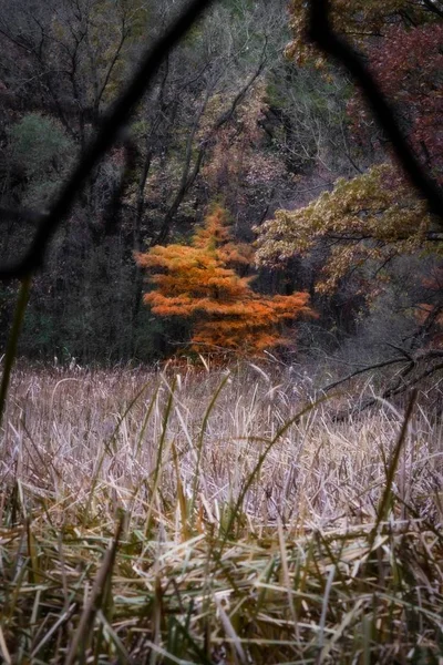 Plan vertical d'une forêt en automne avec différents arbres colorés — Photo