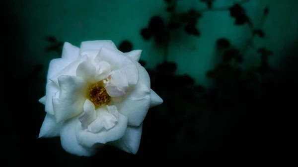 Close Uma Flor Branca Com Fundo Borrado — Fotografia de Stock