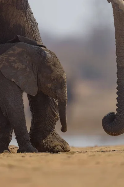 Disparo Vertical Elefante Bebé Caminando Cerca Madre —  Fotos de Stock