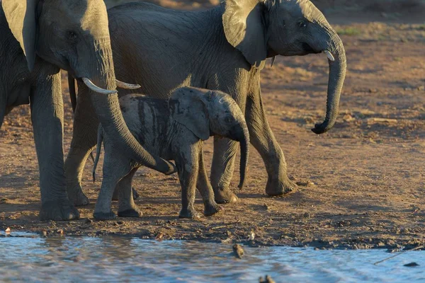 Una Toma Selectiva Elefante Bebé Caminando Cerca Otros Elefantes — Foto de Stock