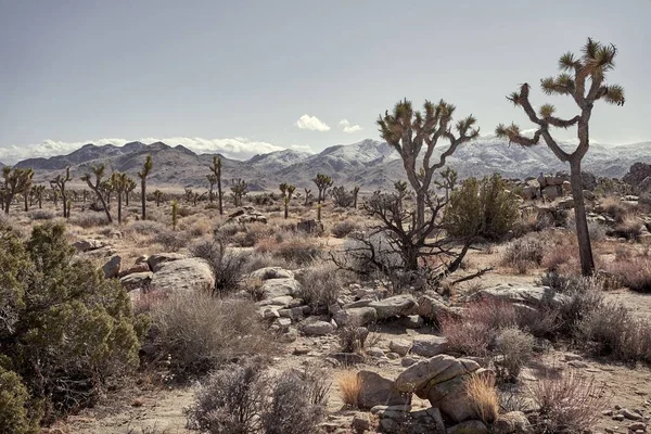 Desert Rocks Cactus Trees Mountain Distance Southern California — Stock Photo, Image