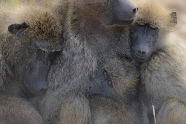 Closeup Shot Baboons Sleeping Each Other Eyes Closed — Stock Photo, Image