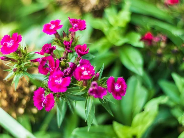 Nahaufnahme selektive Fokusaufnahme von rosa Goldblume inmitten eines Gartens — Stockfoto