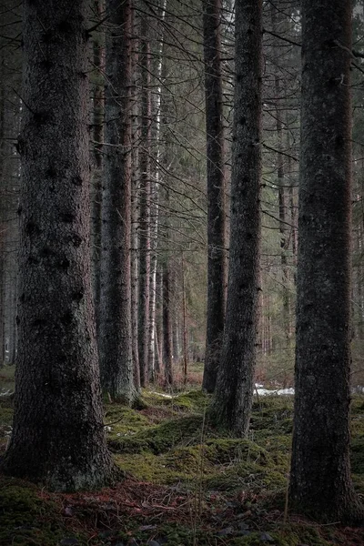 Tiro vertical das árvores altas nuas da floresta escura em um dia sombrio — Fotografia de Stock