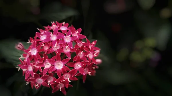Detailní Záběr Fialové Květy Typu Apocynaceae — Stock fotografie