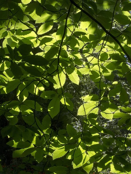 Närbild Grön Växt Som Växer Skuggan Mitt Skogen — Stockfoto