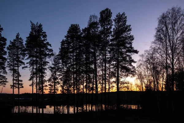 Silhuetter av träd n framför himlen täckt med ljuset från den nedgående solen — Stockfoto