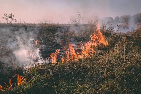 Vuur branden het droge gras van de vallei in de avond — Stockfoto