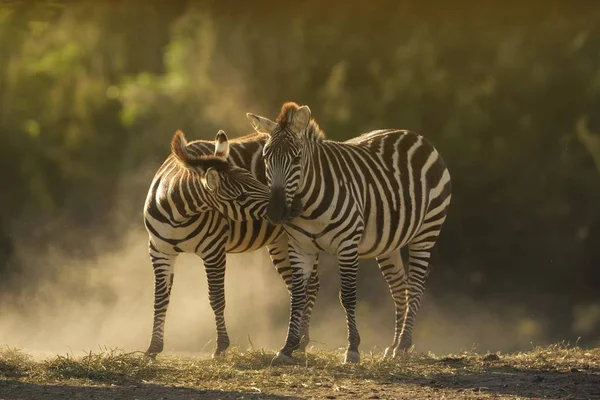 Primo Piano Due Zebre Che Abbracciano Con Uno Sfondo Sfocato — Foto Stock