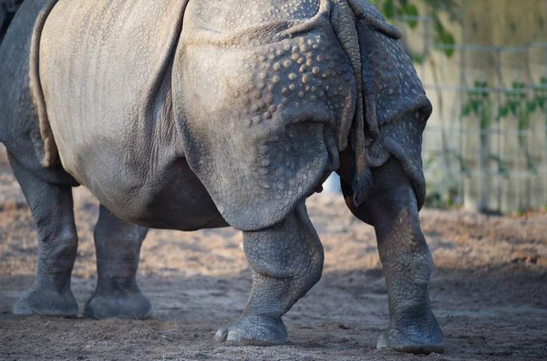 Een Close Schot Van Achteren Van Een Neushoorn — Stockfoto