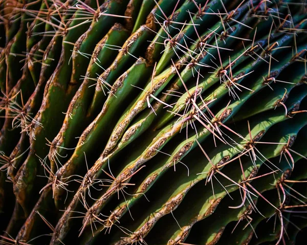 A cool background of a green cactus plant - great for background or wallpaper