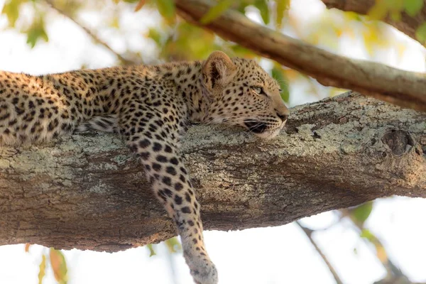 Primer Plano Leopardo Tendido Árbol —  Fotos de Stock