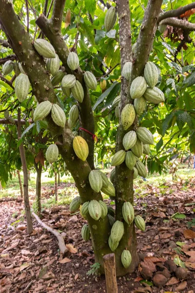 Вертикальный Селективный Снимок Теобромского Какао Растущего Дереве Готовящегося Стать Шоколадом — стоковое фото