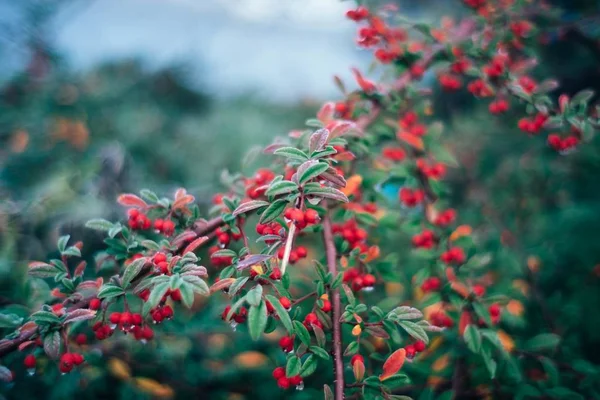 Gefrorene Beeren Mit Verschwommenem Hintergrund — Stockfoto