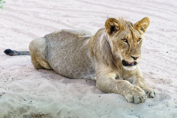 Güzel Turuncu Gözlü Genç Bir Erkek Aslan Kumda Dinleniyor — Stok fotoğraf