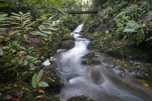 Río Que Fluye Bosque Rodeado Vegetación Flores Con Puente Sobre —  Fotos de Stock