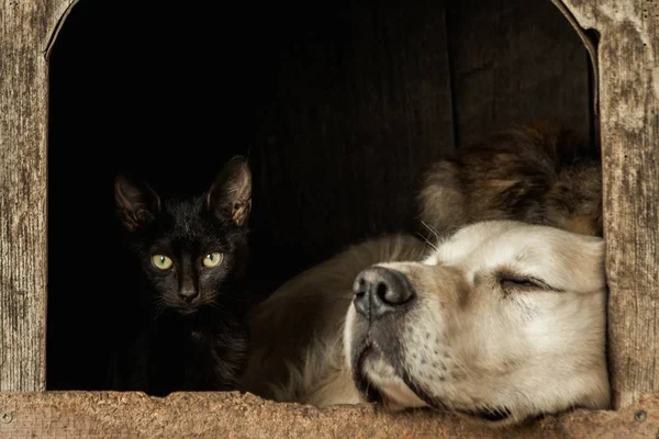 Uyuyan şirin bir köpek ve yeşil gözlü uyanık siyah bir kedi. — Stok fotoğraf