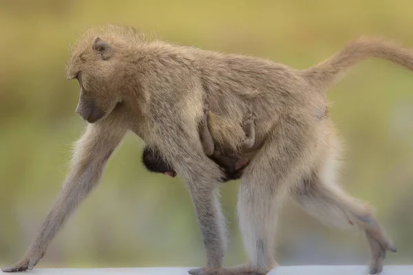 Eine Nahaufnahme Eines Affen Der Mit Seinem Baby Geht Und — Stockfoto