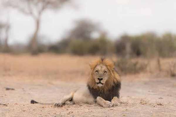Ett Lejon Som Ligger Marken Och Tittar Mot Kameran — Stockfoto