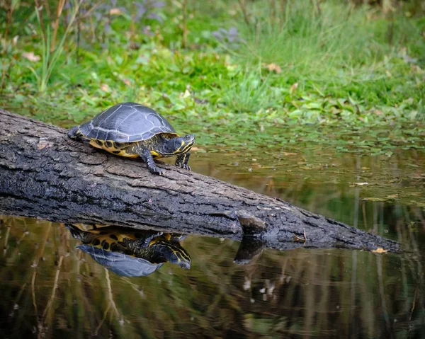 一只乌龟在水里被折断的树上行走的选择性镜头 — 图库照片
