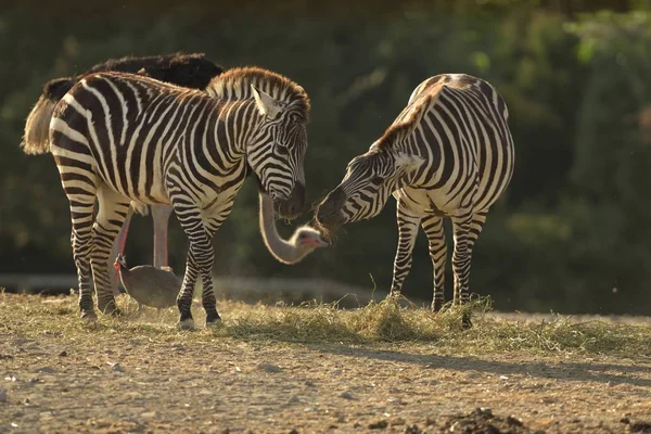 Selective Focus Two Zebras Eating Grass Daytime — Stock Photo, Image