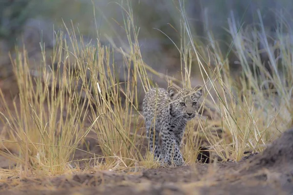 Leopardo Bebé Jugando Campo Hierba Seca Mientras Mira Hacia Cámara —  Fotos de Stock