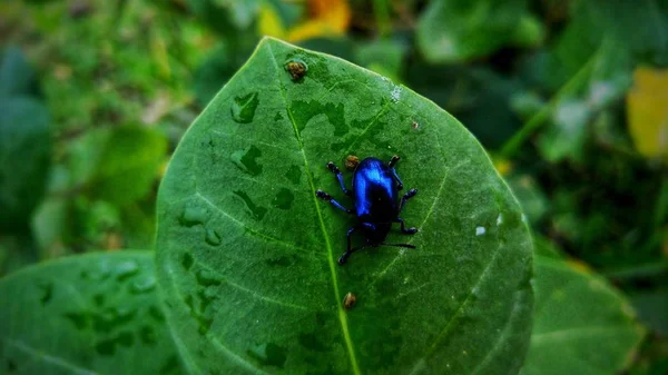 Primer plano de un escarabajo azul sobre una hoja verde mojada — Foto de Stock