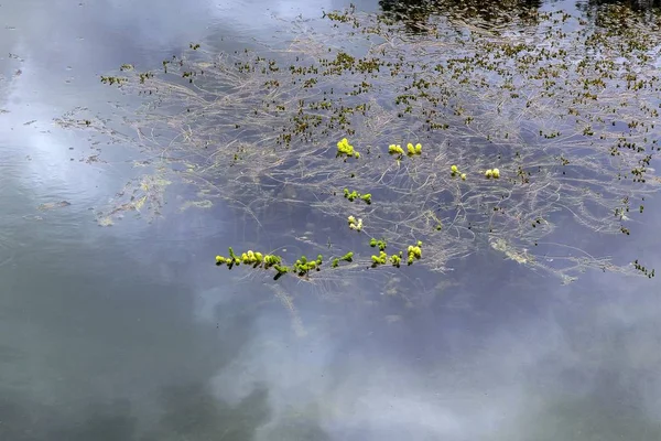 Açık Mavi Nehirde Akan Bitkilerin Yüksek Açılı Görüntüsü — Stok fotoğraf