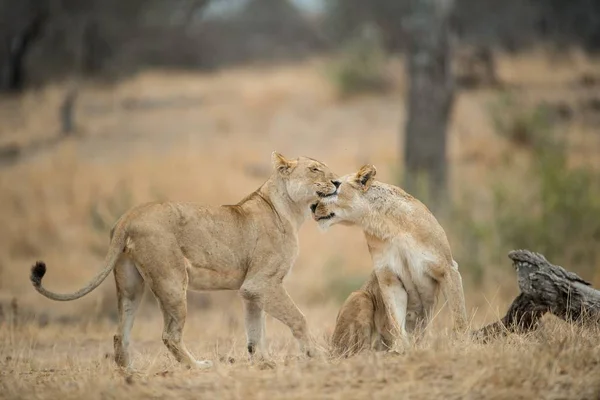 Closeup Shot Lions Cuddling Each Other Blurred Background — Stock Photo, Image
