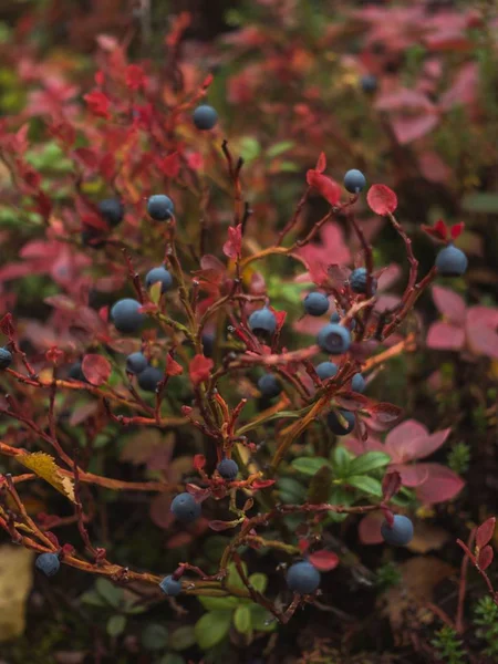 Vertical selective focus shot of wild berries growing on the bush with blurred background