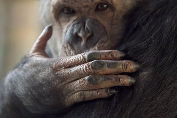 背景に顔がぼやけている猿の手のクローズアップ — ストック写真