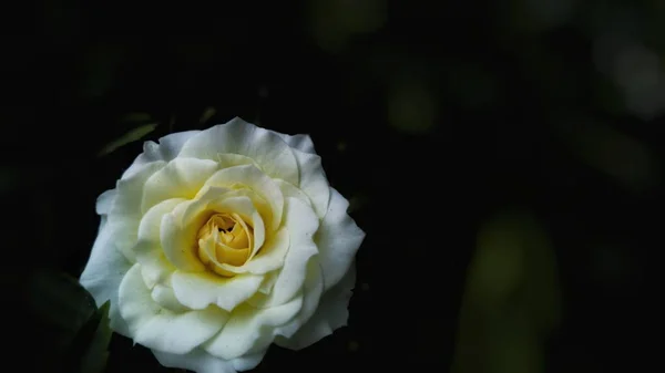 白い美しい花のクローズアップショット — ストック写真