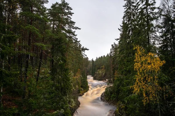 Den Skummiga Floden Rusar Genom Skogen Med Täta Träd — Stockfoto