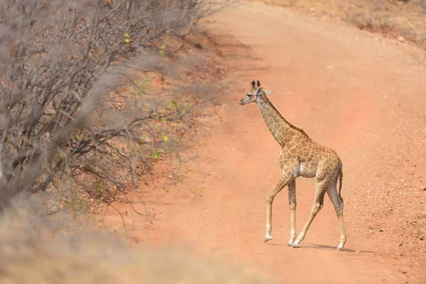 Uno Scatto Selettivo Bambino Giraffa Giro — Foto Stock