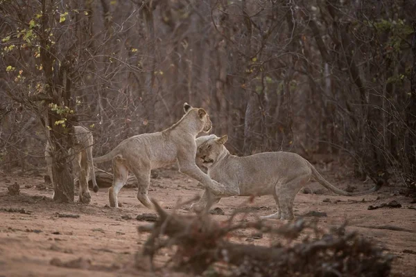 Una Toma Selectiva Enfoque Dos Leones Jugando Entre —  Fotos de Stock