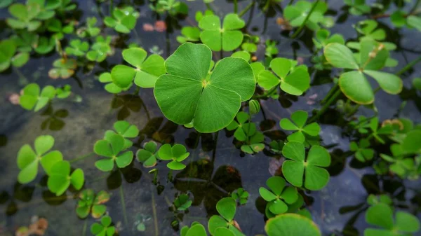 Primer Plano Una Planta Trébol Creciendo Agua —  Fotos de Stock