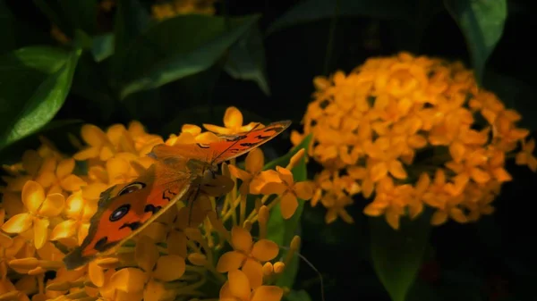 Gros Plan Beau Papillon Sur Des Fleurs Jaunes — Photo